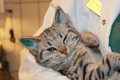 tro på Begrænse Exert Øretatovering af katte - Gentofte Dyreklinik
