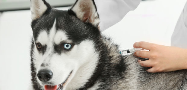 vaccination af hund og kat