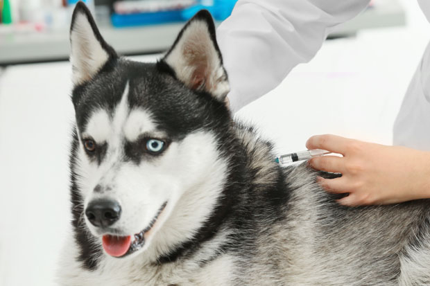 elskerinde harpun indvirkning Vaccination af hund og kat - Gentofte Dyreklinik