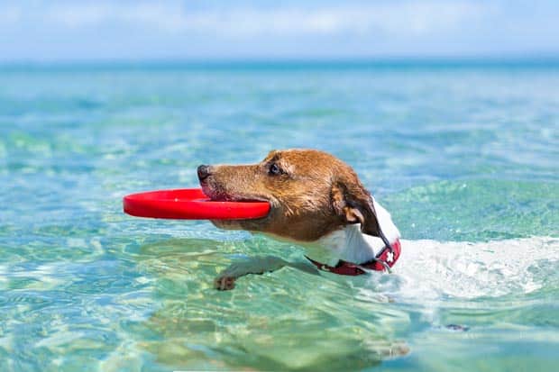 Svømmehale hos hund