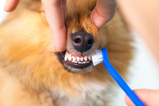 Tandbørstning på hund og kat