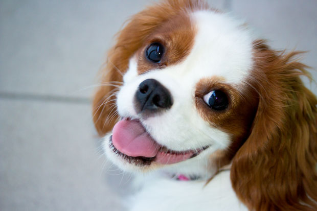 anmodning Tåget Relativitetsteori Hjerteproblemer hos hunde - hold munden ren! - Gentofte Dyreklinik