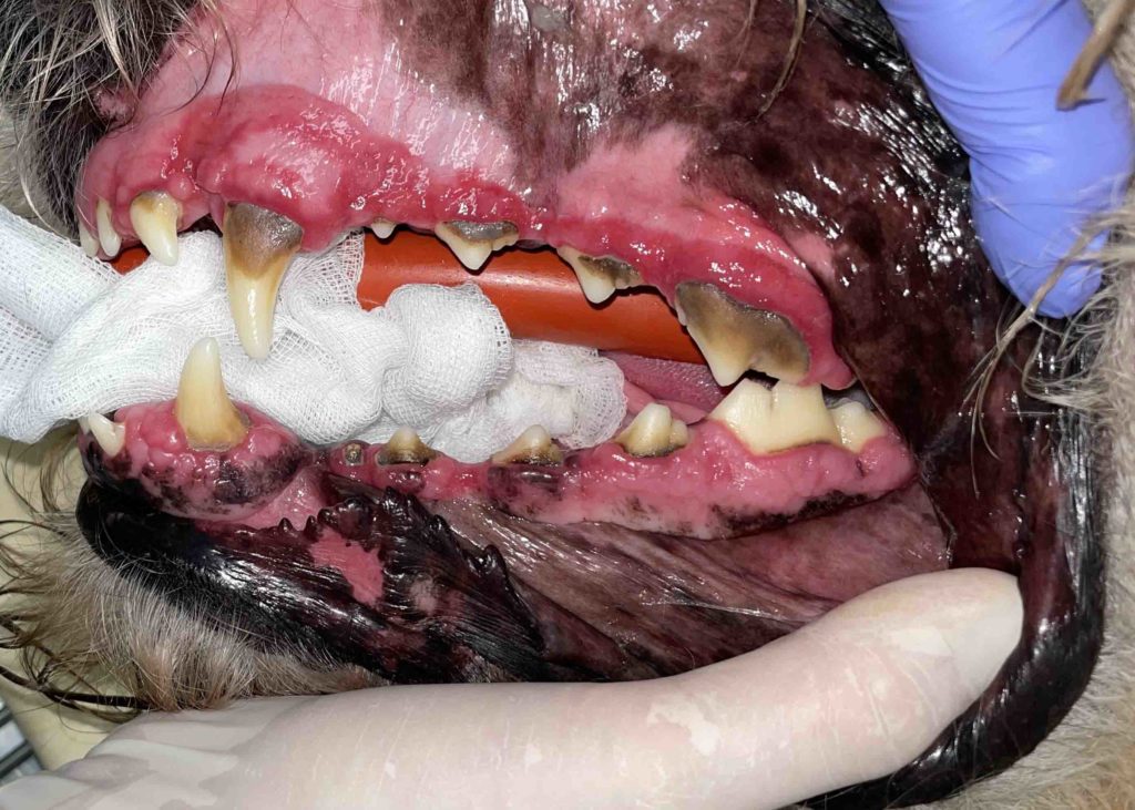 Er hund eller kats mund sund? - Gentofte